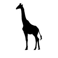 giraffe vector illustration