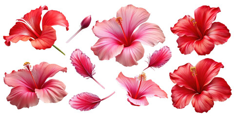 Set of red hibiscus flowers and leaves isolated on transparent background, Elements for design