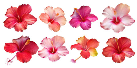 Set of red hibiscus flowers and leaves isolated on transparent background, Elements for design