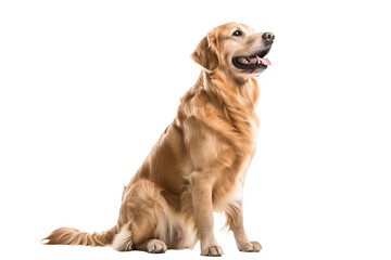 Sitting Golden Retriever Dog - Isolated on White Transparent Background, PNG
