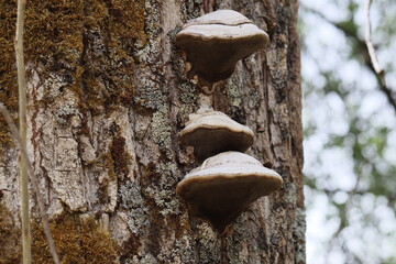Fungos orelha de pau
