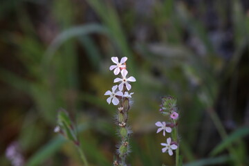 Flores de suculentas
