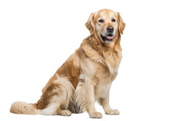 Smiling Golden Retriever Sitting Isolated on White Transparent Background, PNG
