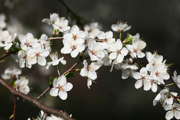 Cherry blossom tree branch. Shallow depth of field isolated. White flakes little flowers. Springtime tree bloom. Sunlight plant. Floral background.