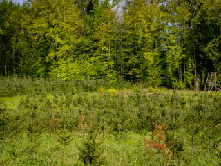 Fototapeta na wymiar Wiederaufforstung im Mischwald durch anpflanzen von Jungbäumen
