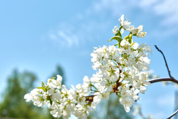 Closeup of spring blossom flower on blue sky background. Blossom tree pear