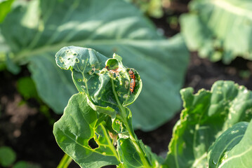 Garden pests infesting cauliflower leaves indicating common plant diseases. Plant diseases