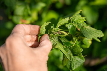 A human hand examines the aphid infested currant leaves in need of spraying and pest control.