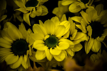 Blütenmeer in Gelb-Sonnige Blütenpracht auf dunklem Hintergrund