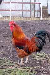 A large colourful rooster in the countryside