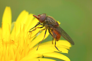Closeup on a European red snoutfly, Rhingia camestris on a yellow dandelion flower