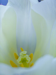 Inner part of white tulip flower bud. Tulips heart with yellow pistil and stamens. macro photo. Floral background