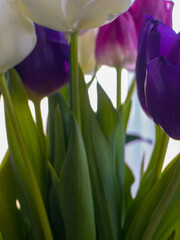 Bouquet of multicoloured tulips close-up