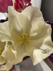 Inner part of white tulip flower bud. Tulips heart with yellow pistil and stamens. macro photo....
