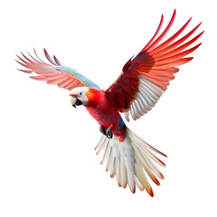 Fototapeta premium macaw isolated on white background