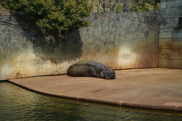 Hippopotamus Higashiyama Zoo Nagoya Aichi Japan March 2024 東山動植物園