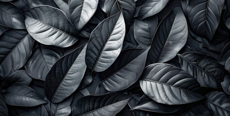 A close up of black leaves with a dark background