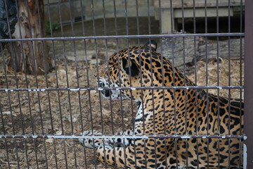 Leopard Higashiyama Zoo Nagoya Aichi Japan March 2024 東山動植物園