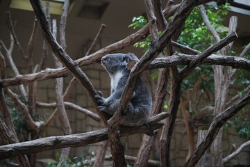 Koala Higashiyama Zoo Nagoya Aichi Japan March 2024 東山動植物園