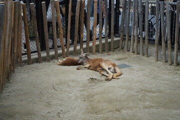 Kangaroo Higashiyama Zoo Nagoya Aichi Japan March 2024 東山動植物園