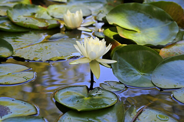 White water lily on the pond.