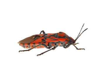 Soldier bug isolated on white background, Spilostethus pandurus