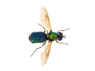 Broad Centurion fly isolated on white background, Chloromyia formosa female