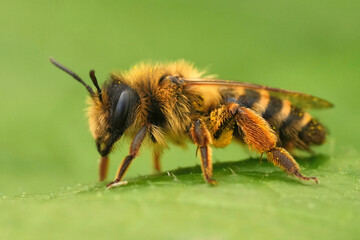Closeup on a female Yellow-legged mining bee, Andrena flavipes sitting on a green leaf