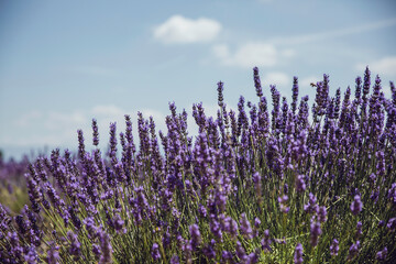 Lavender on the Valensole plateau