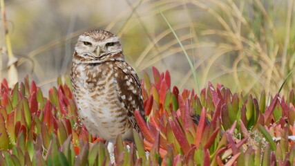 owl in the grass