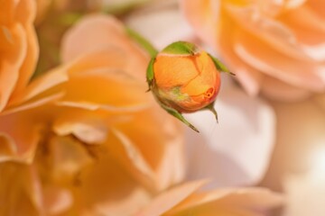Beautiful orange rose and bud in the garden.