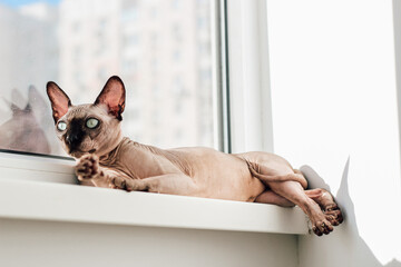 A hairless cat of the Canadian Sphynx breed lies on the windowsill in the sun