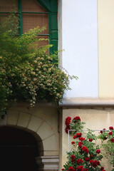 Fototapeta na wymiar Historic building with colorful climbing plants in Zagreb, Croatia.