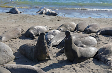 Elephant Seals at Vista Point, California. 
