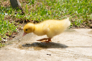 A mother duck and 1 duckling secretly hatched in the garden.