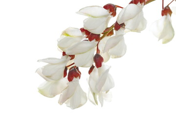 Blossoming acacia with leaves isolated on white background, black locust, Robinia pseudoacacia