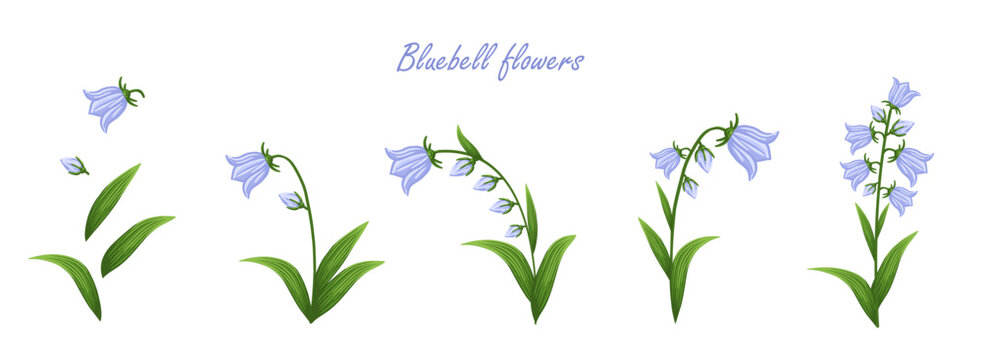Bluebell flowers set. Floral plants with blue blooms. Botanical vector illustration isolated on white background.