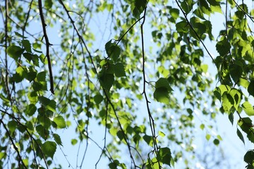 Closeup view of birch tree with young fresh green leaves against blue sky