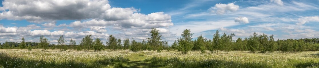 Wide field of flowers