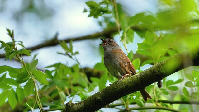 Heckenbraunelle sitzt auf einem Ast und singt | Vogelgesang | Vogel