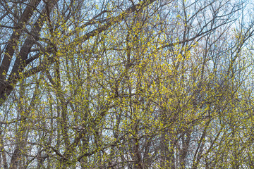 Copy space fresh early spring bloom trees and vegetation in the park blooming nature, season background