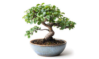 
Beautiful potted bonsai ornamental planta bonsai tree, influenced by ancient  art style known as tanbur key is showcased in a pot on a white background.