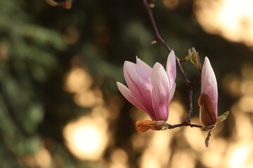 fiori rosa di magnolia in un giardino