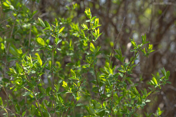 Copy space fresh early spring bloom, spring season background, selective focus image