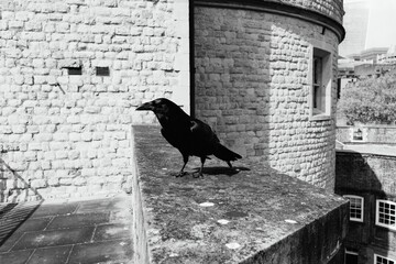 tour de Londres © Michael Aubigny