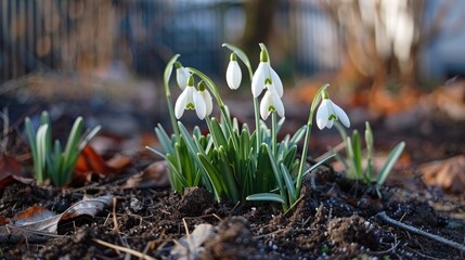 First signs of spring the appearance of white snowdrops in the garden despite the frost - obrazy, fototapety, plakaty