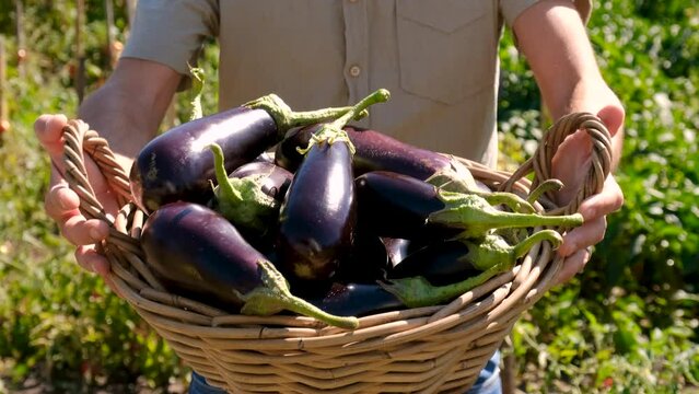 harvest eggplants in the garden. selective focus.