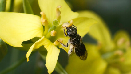 Close up of a very small dark metallic Lassiglossum Halictidae sweat bee pollinating a bolted yellow collard green flower. Long Island, New York, USA