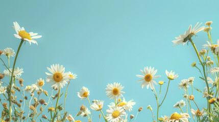Serene summer scene with blossoming daisies and a vivid blue sky