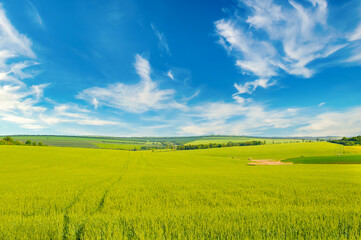 Green wheat field and blue sky. - 794161139